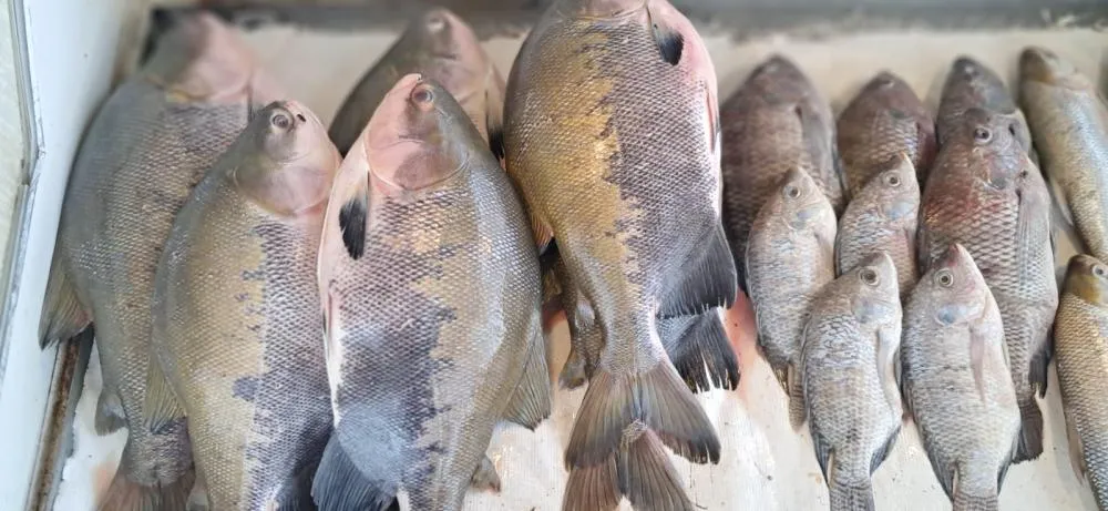 Foto: Cedida/Assessoria