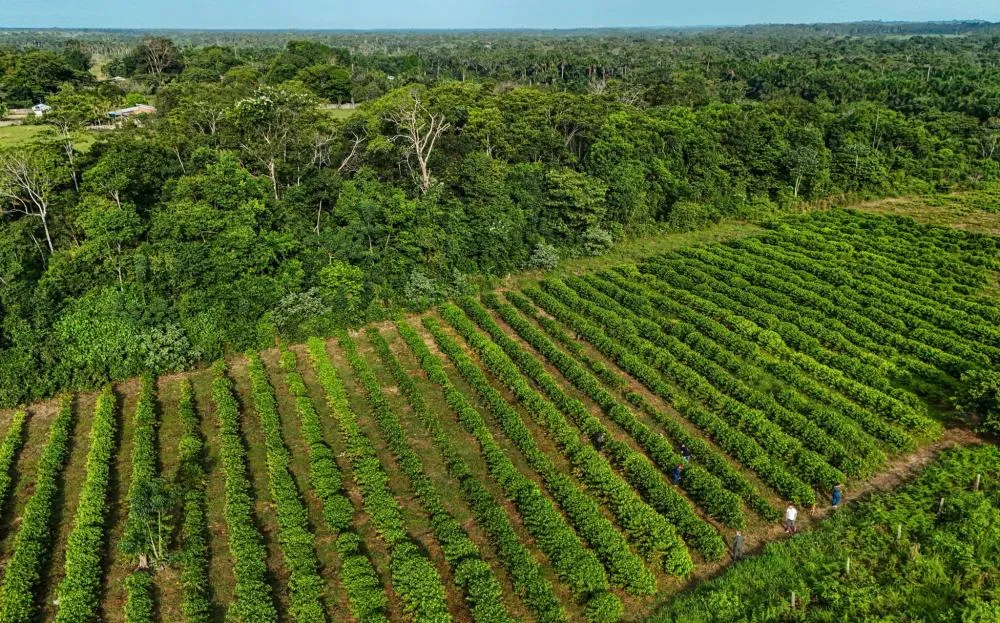 Plantação de café alinhada a preservação da floresta. Foto: Marcos Vicentti/Secom