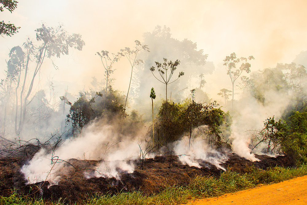 A Resex Chico Mendes foi a segunda unidade de conservação federal mais queimada no país em 2021 (Foto: Divulgação/WWF Brasil)